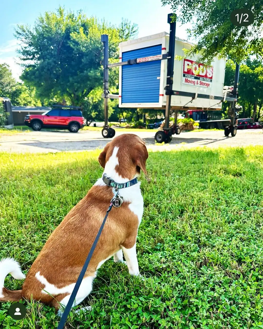 A dog looks on from a lawn as a PODS container is lowered by a PODZILLA